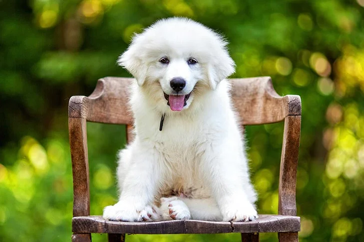 How Much Does a Great Pyrenees Cost? 2 Great Pyrenees Cost
