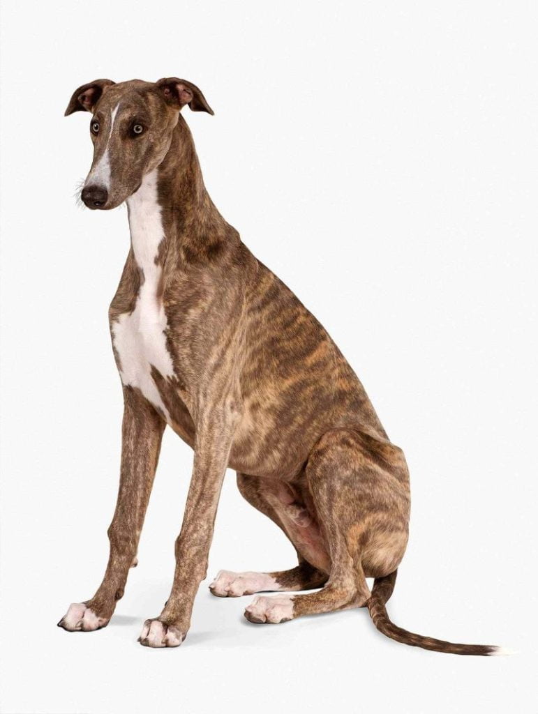 How Much Does a Greyhound Cost? 1 Greyhound Cost Square