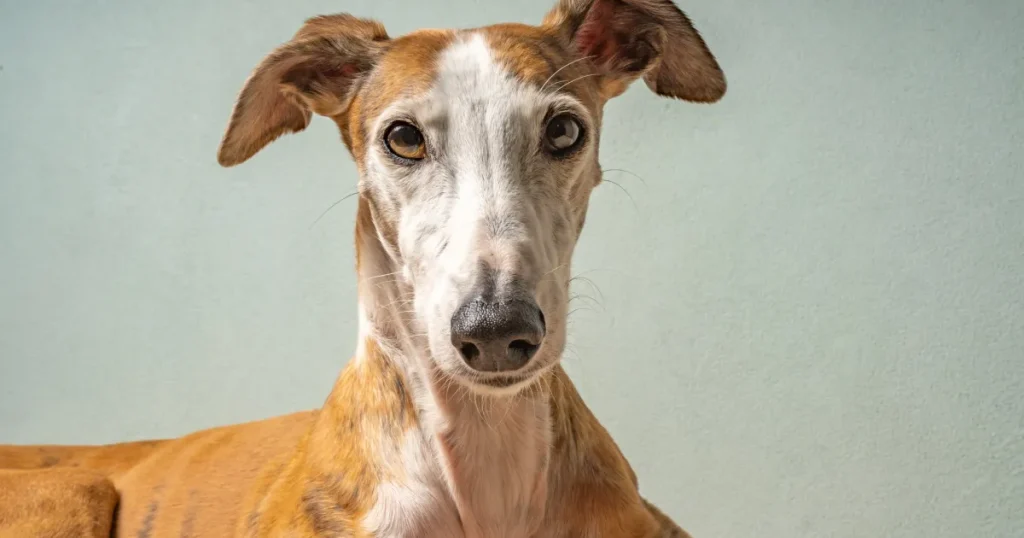 How Much Does a Greyhound Cost? 2 Greyhound Cost