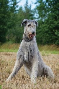 How Much Does an Irish Wolfhound Cost? - Spend On Pet