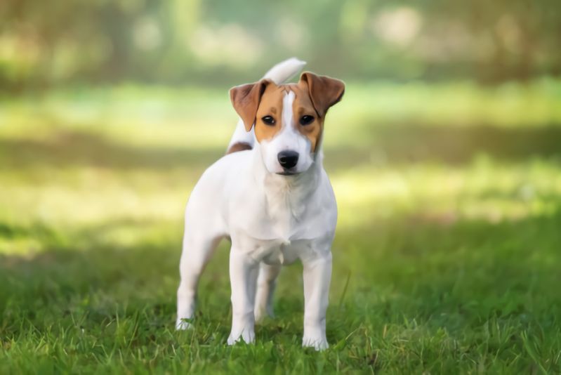 How Much Does a Jack Russell Terrier Cost? 2 Jack Russell Terrier Cost Wide
