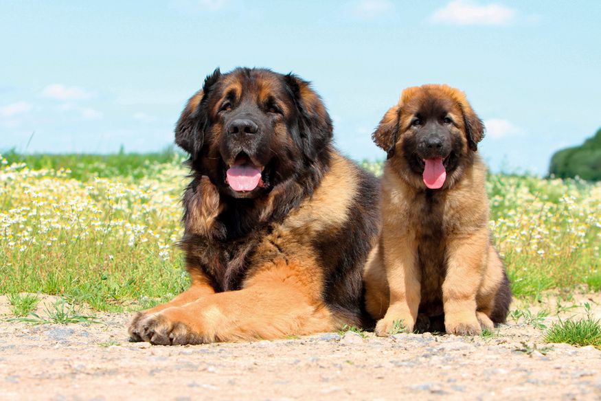 How Much Does a Leonberger Cost? 2 Leonberger Cost