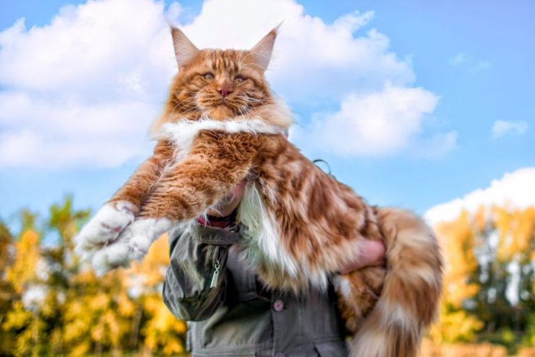 How Much Does a Maine Coon Cat Cost? - Spend On Pet