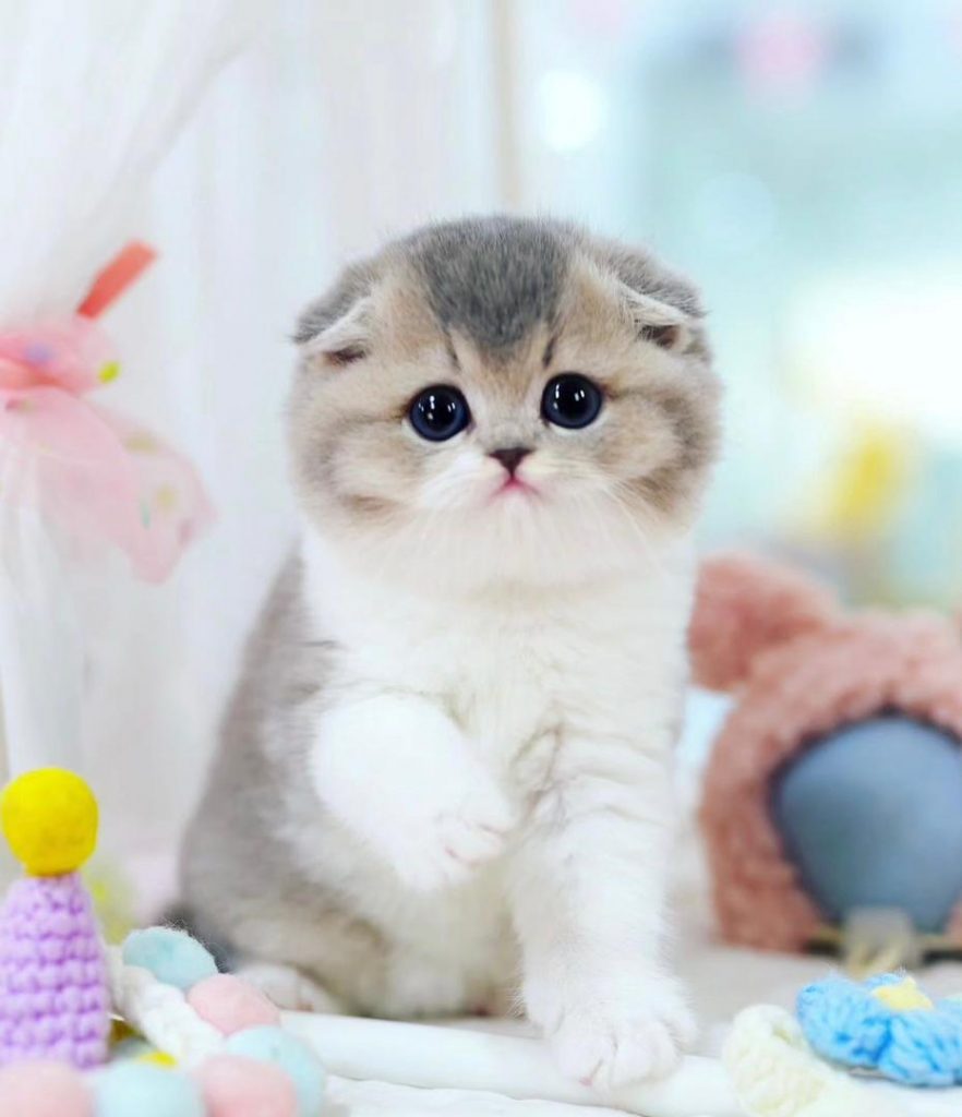 How Much Does a Munchkin Cat Cost? - Spend On Pet