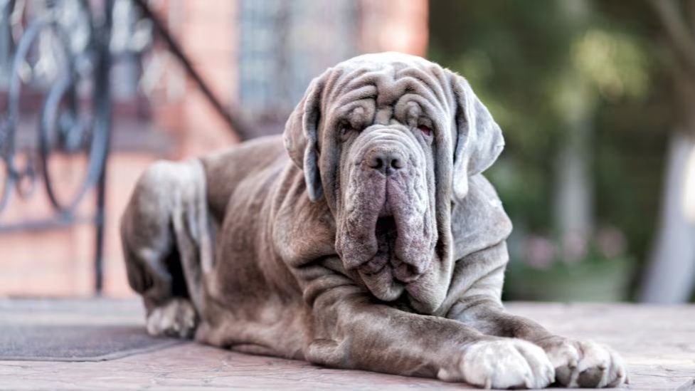 How Much Does a Neapolitan Mastiff Cost? 2 Neapolitan Mastiff Cost
