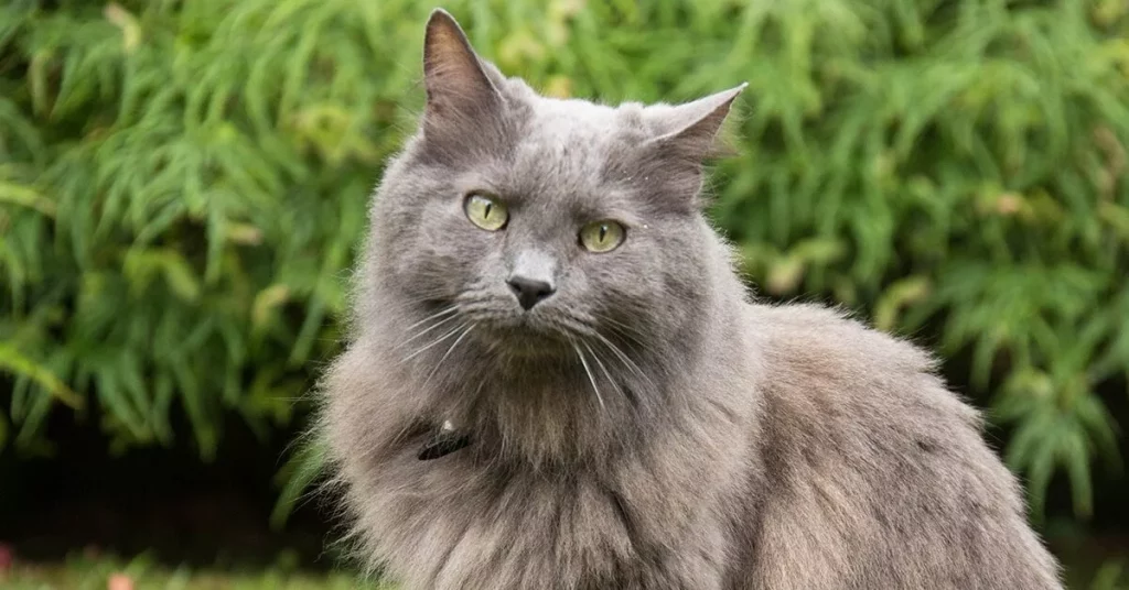 How Much Does a Nebelung Cat Cost? 2 Nebelung Cat Wide