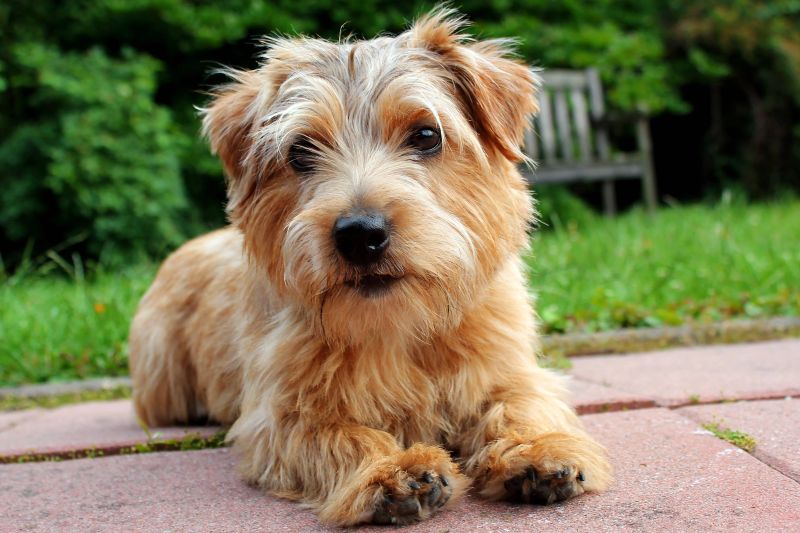 How Much Does a Norfolk Terrier Cost? 2 Norfolk Terrier Cost