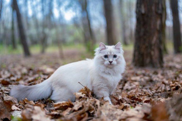 How Much Does a Norwegian Forest Cat Cost? Spend On Pet