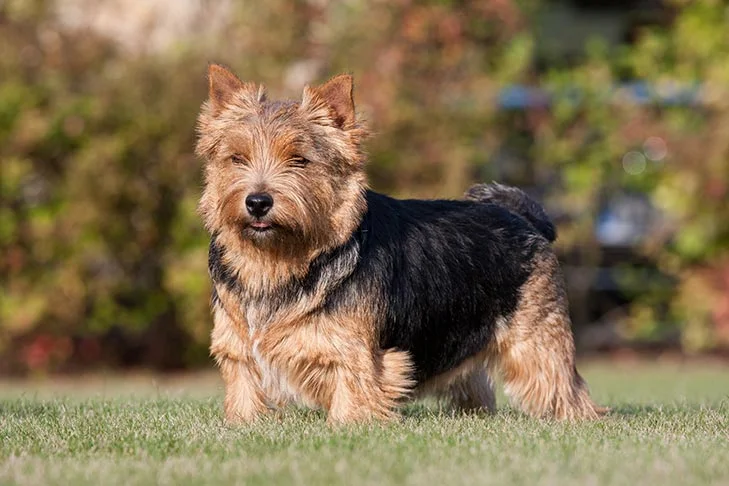 How Much Does a Norwich Terrier Cost? 2 Norwich Terrier Cost