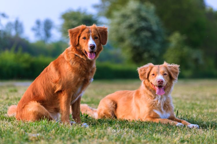 How Much Does Nova Scotia Duck Tolling Retriever Cost? 2 Nova Scotia Duck Tolling Retriever Cost