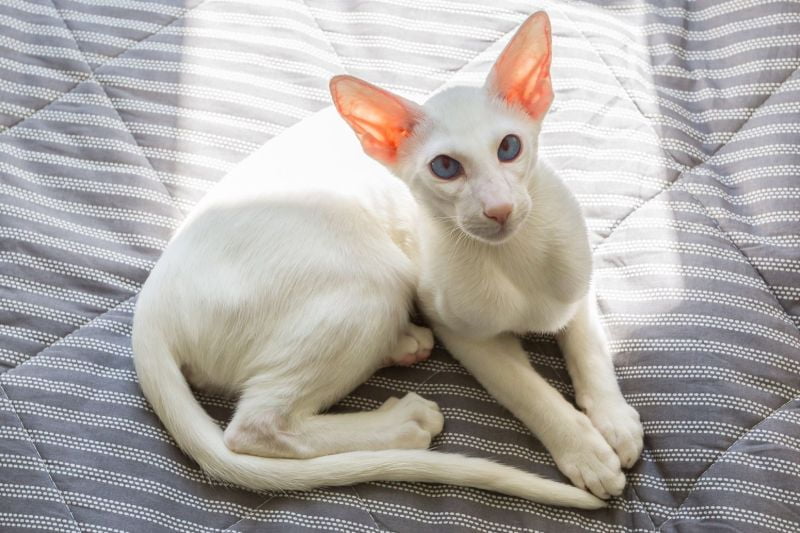 How Much Does an Oriental Shorthair Cost? 2 Oriental Shorthair Cost