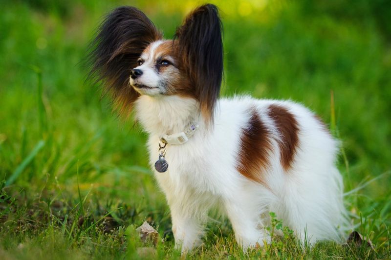 How Much Does a Papillon Cost? - Spend On Pet