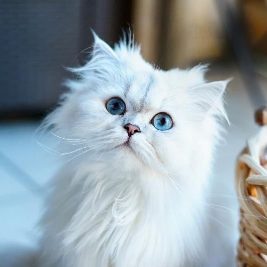 How Much Does a Persian Cat Cost? - Spend On Pet