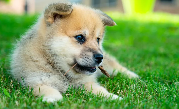 How Much Does a Pomsky Cost? 2 Pomsky Cost Square