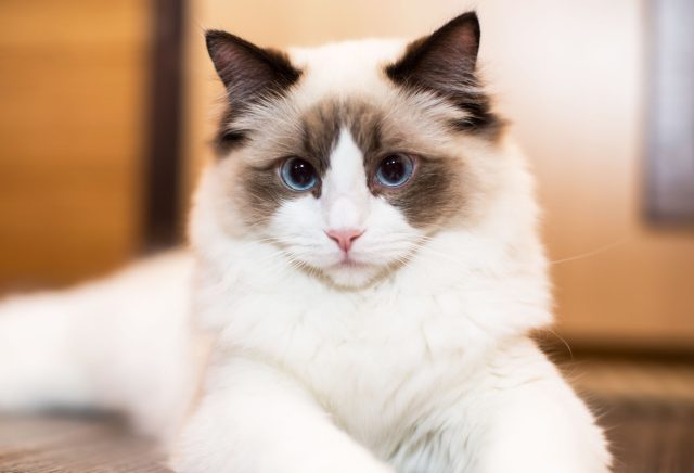 How Much Does a Ragdoll Cat Cost? 2 Ragdoll Cat Cost