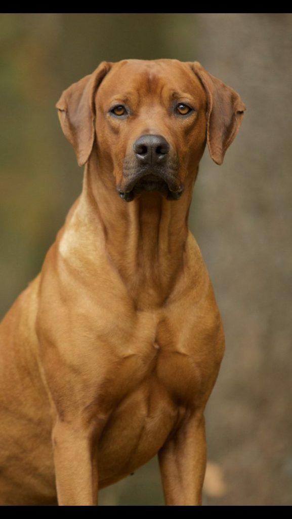 How Much Does a Rhodesian Ridgeback Cost? 1 Rhodesian Ridgeback Cost Square