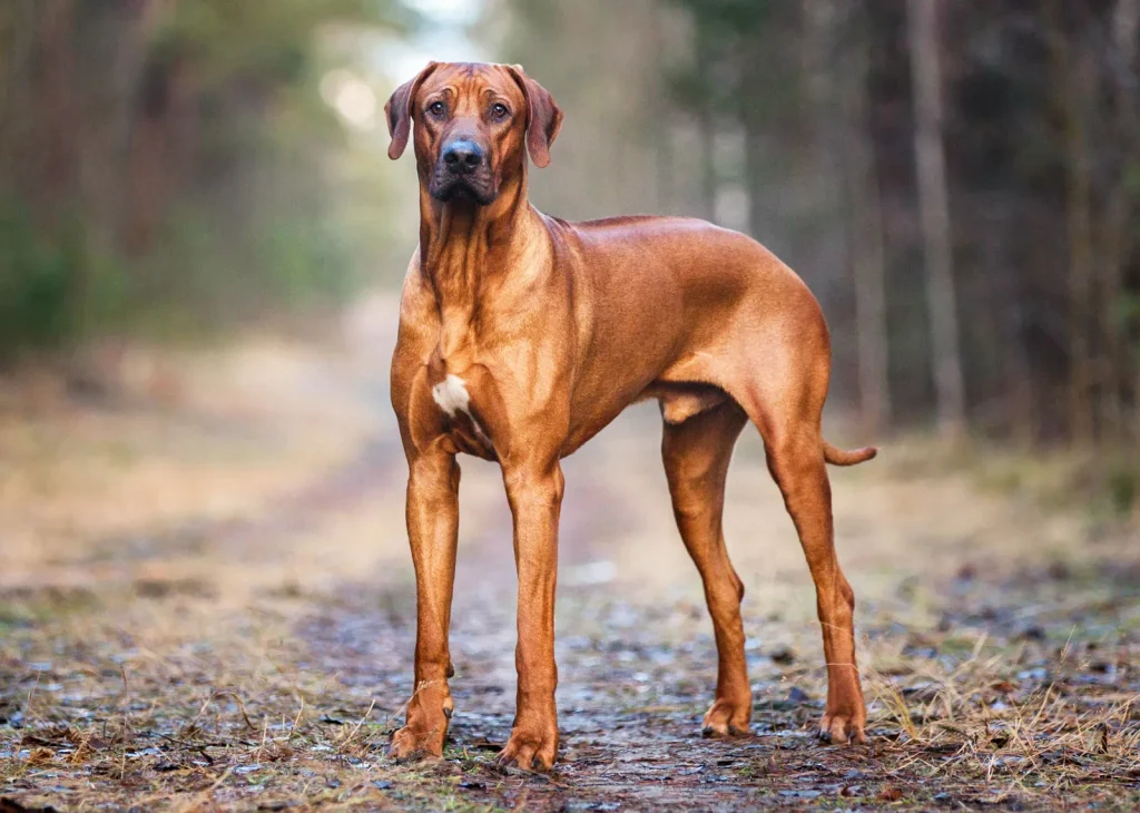How Much Does a Rhodesian Ridgeback Cost? 2 Rhodesian Ridgeback Cost