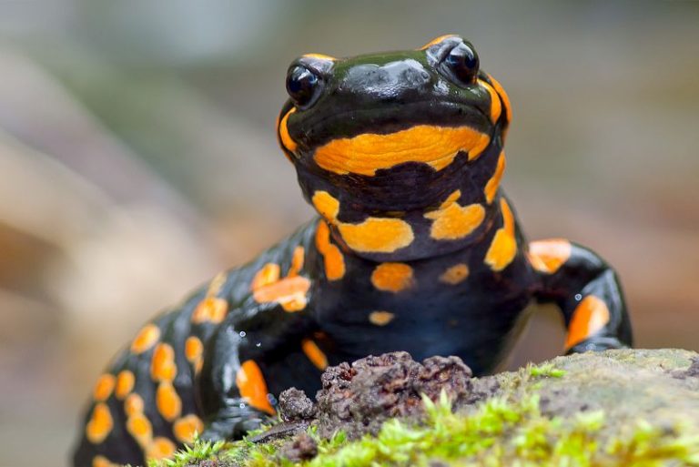 How Much Does a Salamander Cost? - Spend On Pet