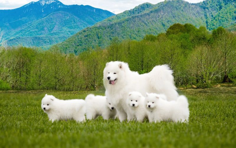 How Much Does A Samoyed Cost? 2 Samoyed Cost