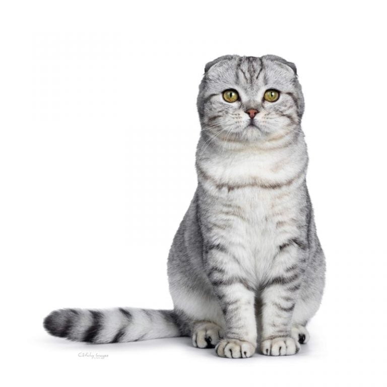 How Much Does A Scottish Fold Cat Cost? - Spend On Pet