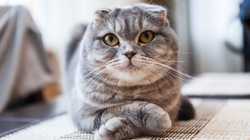 How Much Does A Scottish Fold Cat Cost? - Spend On Pet