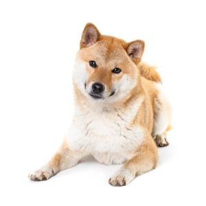 How Much Does a Shiba Inu Cost? - Spend On Pet