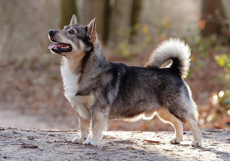How Much Does a Swedish Vallhund Cost? 2 Swedish Vallhund Cost