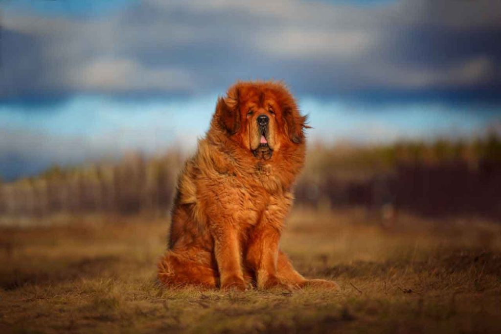 How Much Does a Tibetan Mastiff Cost? - Spend On Pet