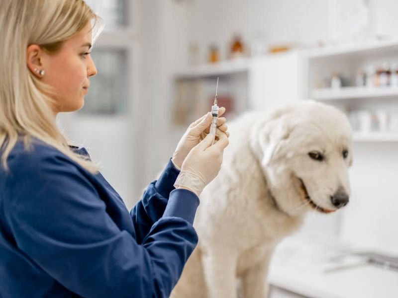 How Much Does A Titer Test Cost Spend On Pet   Titer Test Cost Wide 