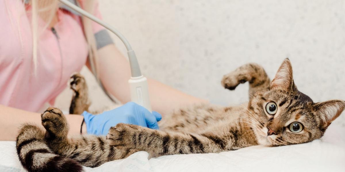 How Much Does an Ultrasound Cost for A Cat? Spend On Pet