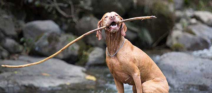 How Much Does a Vizsla Cost? 2 Vizsla Cost