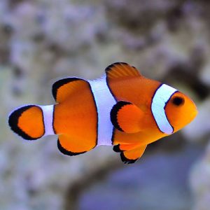 How Much Does a Clownfish Cost? - Spend On Pet