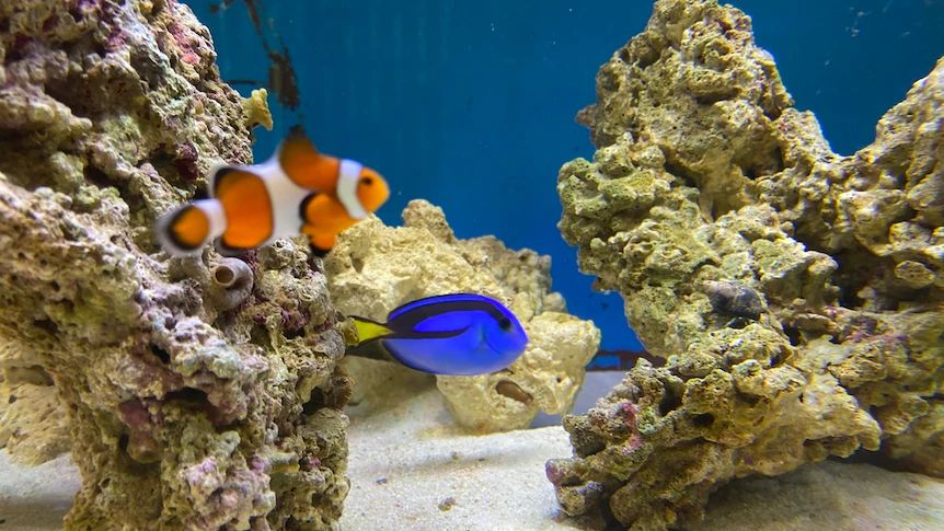 How Much Does a Clownfish Cost? 2 clownfish wide