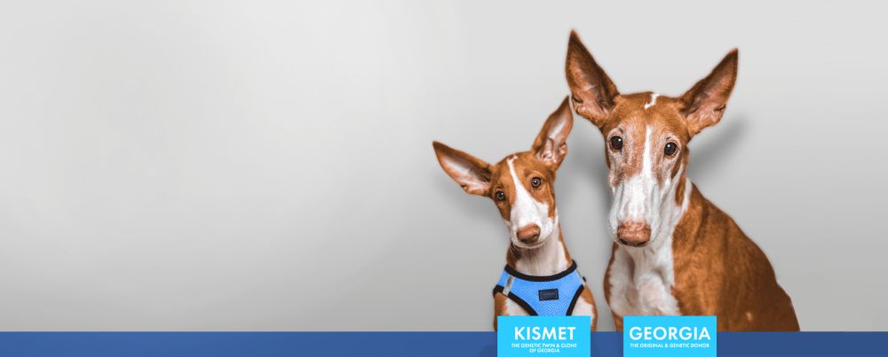 How Much Does Dog Cloning Cost? 2 dog cloning wide