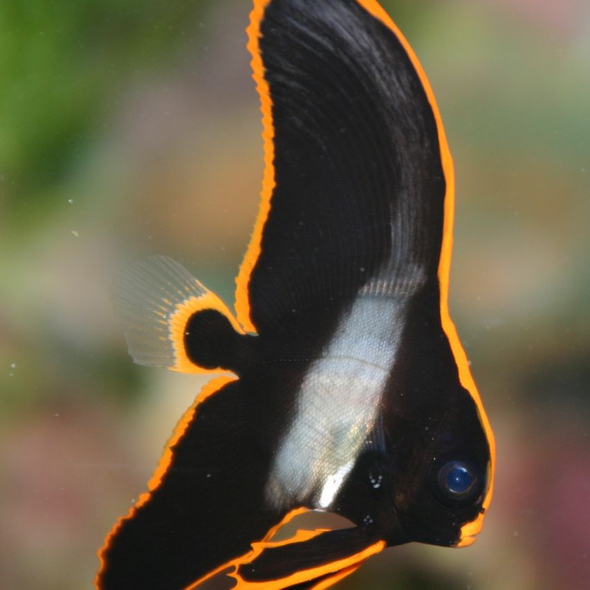 How Much Does a Firebird Fish Cost? 1 Firebird Fish Cost