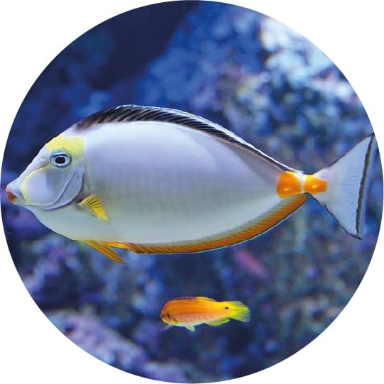 Home 4 fish