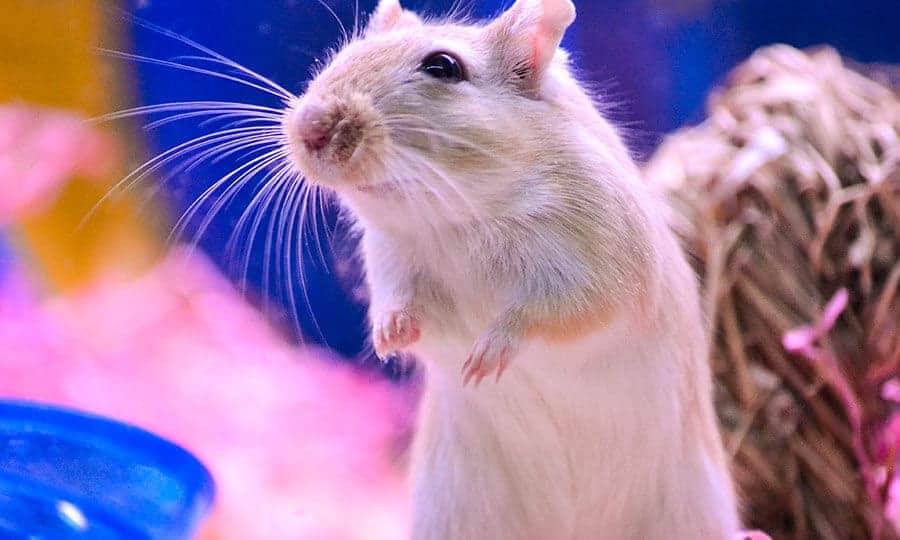 How Much Does a Gerbil Cost? 2 gerbil cost