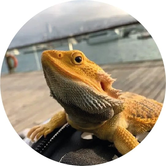 Home 5 reptile