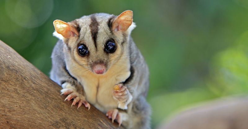 How Much Does a Sugar Glider Cost? - Spend On Pet