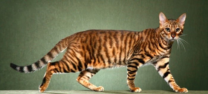 toyger cat appearance