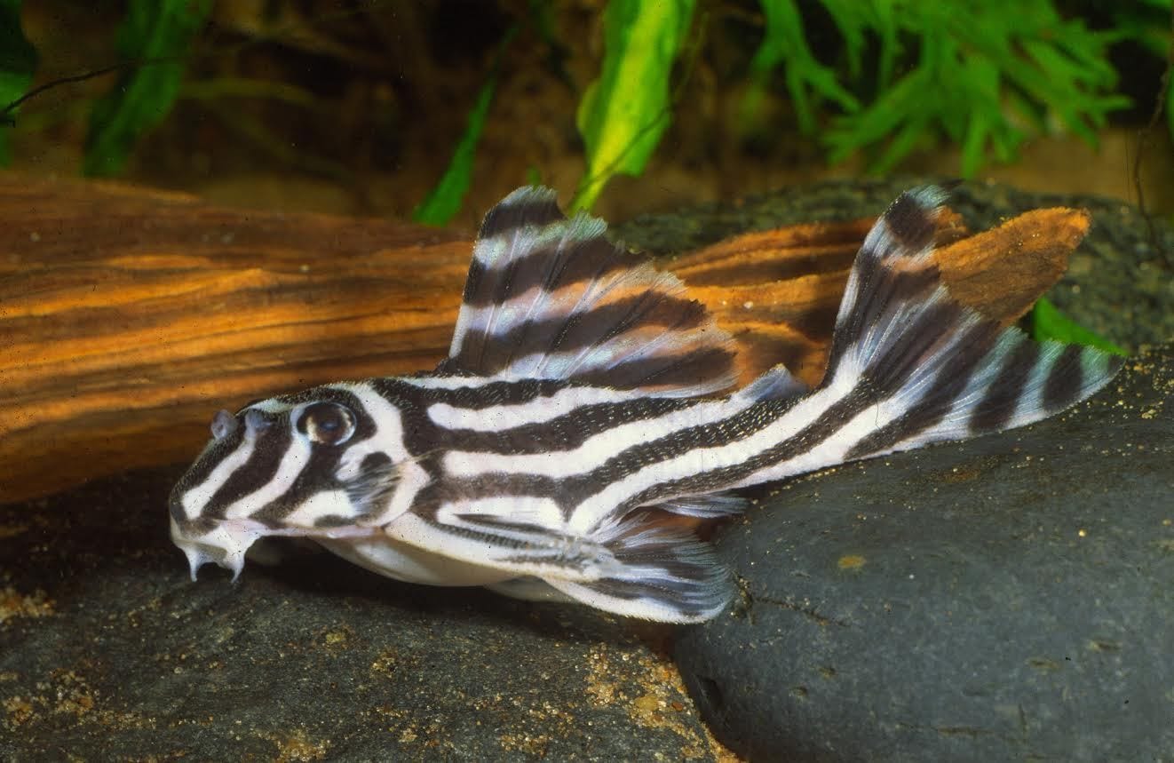 How Much Does a Zebra Pleco Cost? Spend On Pet