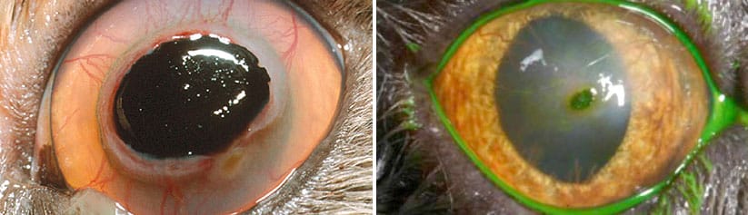 How Much Does a Corneal Sequestrum Cat Surgery Cost? - Spend On Pet