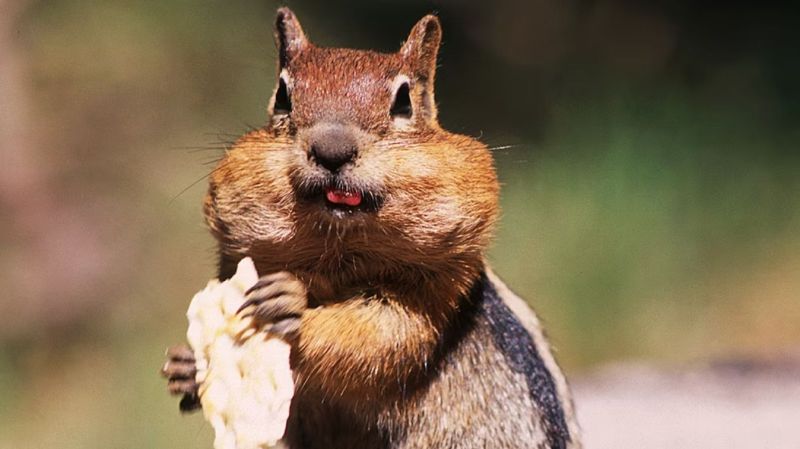 How to Attract Squirrels to Your Yard 2 chipmunk