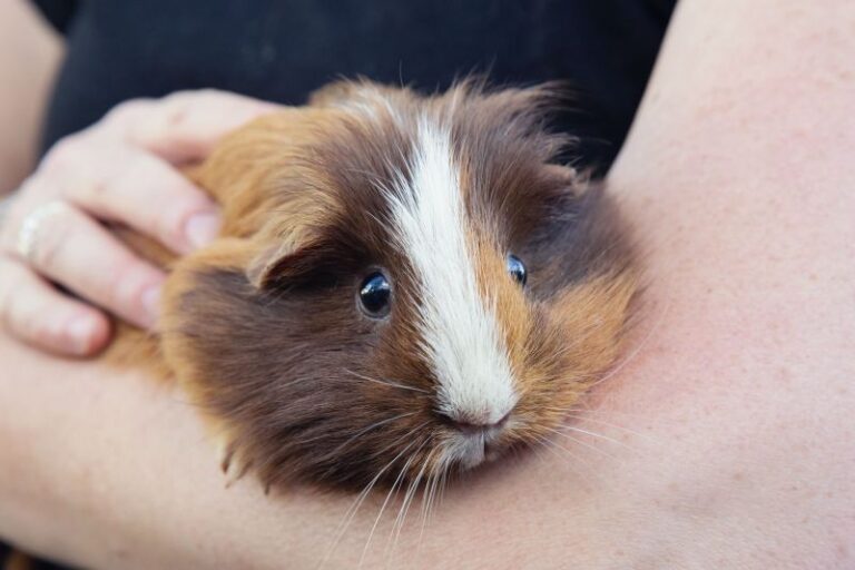 How Much Do Guinea Pigs Cost