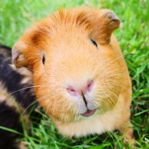 How Much Do Guinea Pigs Cost