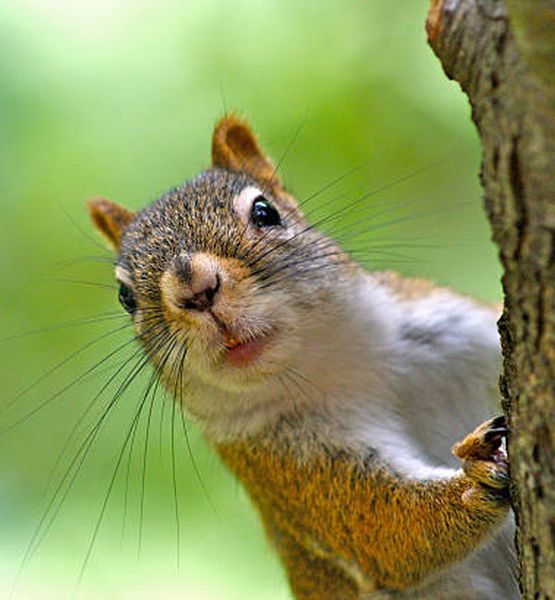 How to Attract Squirrels to Your Yard 1 How to Attract Squirrels