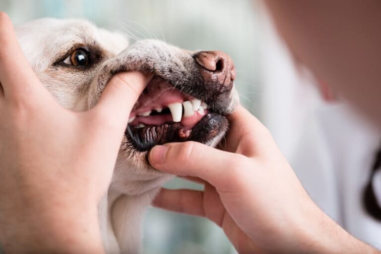 Cost of Surgery for Gingival Hyperplasia in Dogs Spend On Pet